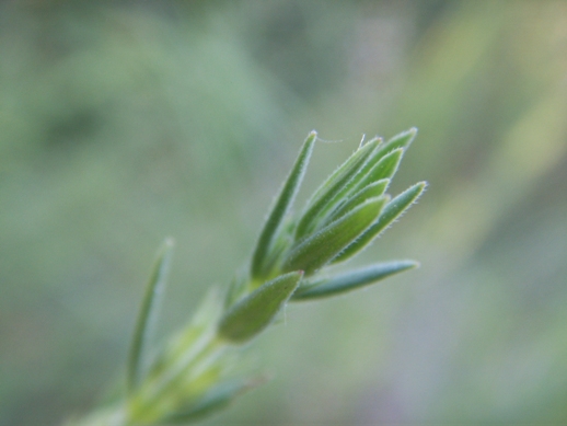 Piantine gracili e gregarie - Micromeria graeca